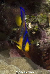 Juvenile queen angelfish by Adeline Wee 